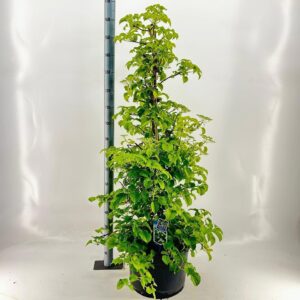 Hydrangea anomala petiolaris Hydrangea anomala petiolaris --gestokt 130 cm
(1 Plants/Order)(40cmP 175cmH)