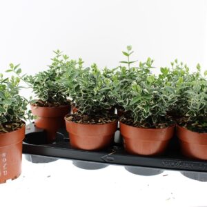 Euonymus fortunei Emerald Gaiety EuonymusFortunei Emerald Gaity
(8 Plants/Order)(13cmP 25cmH)