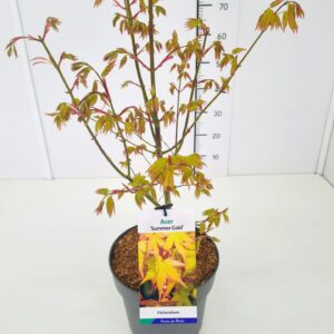 Acer palmatum Summer Gold Acer palm. 'Summer Gold' 50-60C7
(1 Plants/Order)(25cmP 70cmH)
