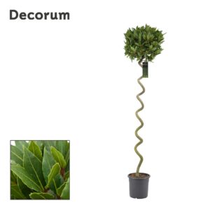 Laurus nobilis Laurus nobilis Kurketrekker
(1 Plants/Order)(25cmP 180cmH)