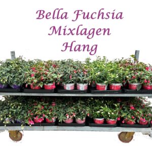 Fuchsia Bella Bella Fuchsia Hang (Mix per laag)
(12 Plants/Order)(10.5cmP 25cmH)