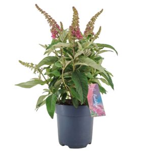 Buddleja Butterfly Candy Little Pin Buddleja Candy 'Little Pink' p17 (PT)
(6 Plants/Order)(17cmP 50cmH)
