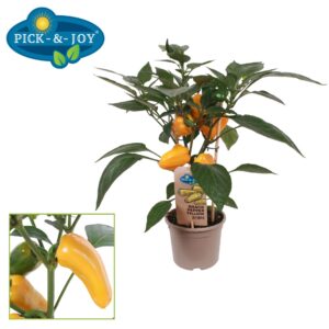 pepper PICK-&-JOY® Snack Pepper Yellow
(4 Plants/Order)(14cmP 45cmH)