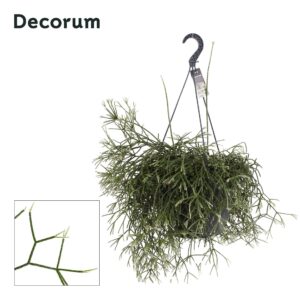 Rhipsalis pilocarpa Rhipsalis pilocarpa XXL
(1 Plants/Order)(37cmP 35cmH)