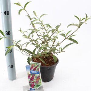Buddleja Royal Red Buddleja dav. 'Royal Red'
(1 Plants/Order)(17cmP 30cmH)