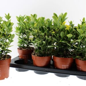 Euonymus japonicus Aureomarginatus Euonymus japonicus Aureomarginatus
(8 Plants/Order)(13cmP 35cmH)