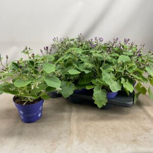 Senecio Senetti Deep Blue Senetti deep blue (Pericallis Cruentus)
(6 Plants/Order)(15cmP 40cmH)