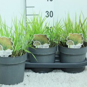 Panicum virgatum Panicum virg. 'Shenandoah' P19
(3 Plants/Order)(19cmP 30cmH)