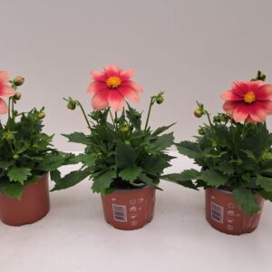 Dahlia (Miscellaneous Grp) Summerbe Dahlia Summerbees Red Bicolor
(6 Plants/Order)(15cmP 45cmH)