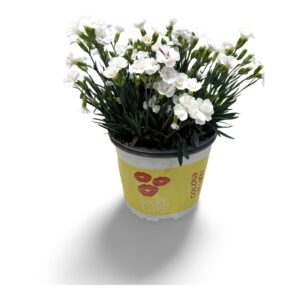Carnation (Allwoodii Grp) Lucky Lips Carnation Lucky Lips Lisa 17 CM © Exclusief
(6 Plants/Order)(17cmP 35cmH)