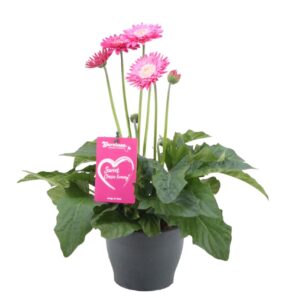 Gerbera Garvinea Classic Femmy Gerbera Garvinea Classic Femmy
(6 Plants/Order)(15cmP 35cmH)