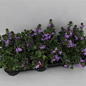 Scaevola mix Scaevola mix Layer
(12 Plants/Order)(10.5cmP 17cmH)