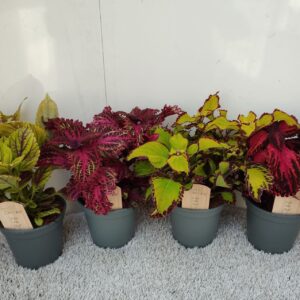 Coleus Plectranthus Coleus mix p17
(6 Plants/Order)(17cmP 45cmH)