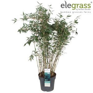 Fargesia murieliae Fargesia murieliae 'Blue Lizard' P29
(1 Plants/Order)(29cmP 80cmH)