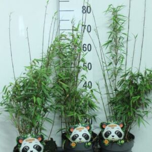 Fargesia rufa Fargesia rufa P19
(3 Plants/Order)(19cmP 85cmH)