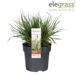 Pennisetum alopecuroides Hameln Pennisetum alopecuroides 'Hameln' P14
(6 Plants/Order)(14cmP 30cmH)