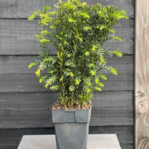 Taxus media Groenland Taxus media 'Groenland' P17
(6 Plants/Order)(17cmP 80cmH)
