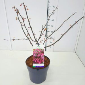 Cercis Forest Pansy Cercis can. 'Forest Pansy' 50-60C10
(1 Plants/Order)(28cmP 70cmH)