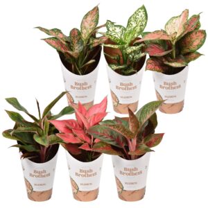 Aglaonema mixed Aglaonema Star Collection
(6 Plants/Order)(12cmP 30cmH)