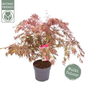 Acer palmatum Acer palm. 'Extravaganza'
(1 Plants/Order)(29cmP 100cmH)