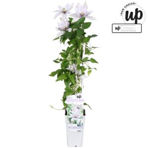 Clematis Clematis Samaritan Jo P15
(10 Plants/Order)(15cmP 65cmH)