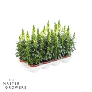 Antirrhinum majus other Antirrhinum majus white
(8 Plants/Order)(12cmP 35cmH)