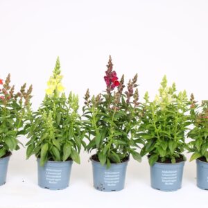 Antirrhinum majus mixed Antirrhinum majus mixed in een tray
(8 Plants/Order)(12cmP 40cmH)