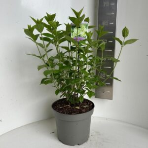 Hydrangea paniculata Limelight Hydrangea pan. ‘Limelight’® PBR
(1 Plants/Order)(23cmP 50cmH)