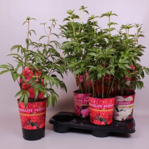 Paeonia Paeonia 21CM C4 mix Longlife Exclusive
(6 Plants/Order)(21cmP 80cmH)