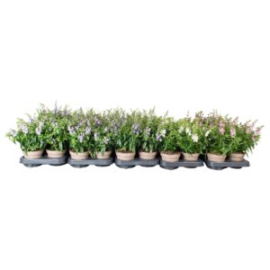 Angelonia Serena mixed Angelonia mix laag met sticker
(8 Plants/Order)(12cmP 28cmH)
