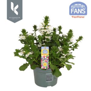 Scaevola Fanfana other Scaevola Fanfana® White
(8 Plants/Order)(12cmP 25cmH)