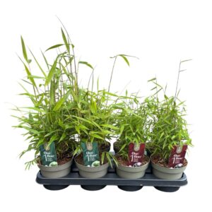 Fargesia other Fargesia One Boo™ Mixtray P14
(8 Plants/Order)(14cmP 30cmH)