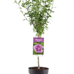 Hibiscus syriacus Ardens Hibiscus syr. 'Ardens' stam 30
(1 Plants/Order)(19cmP 95cmH)