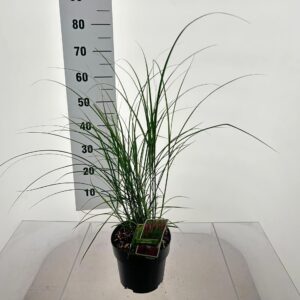 Miscanthus Red Chief Miscanthus sin. 'Red Chief'
(1 Plants/Order)(19cmP 40cmH)