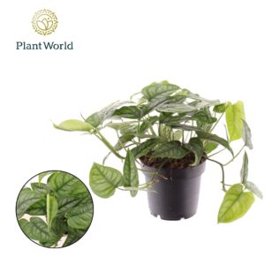 Monstera siltepecana Monstera Siltepecana
(10 Plants/Order)(12cmP 20cmH)