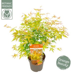 Acer palmatum Acer palm. 'Orange Lace' ®
(1 Plants/Order)(19cmP 65cmH)