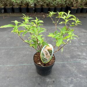 Buddleja White Profusion Buddleja dav. 'White Profusion'
(1 Plants/Order)(17cmP 30cmH)