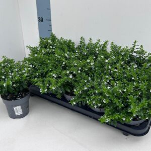 Cuphea hyssopifolia Cuphea hyssopifolia_WEISS_T10,5
(10 Plants/Order)(10.5cmP 23cmH)