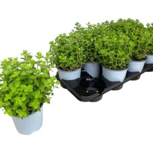 Origanum vulgare Origanum vulgare
(8 Plants/Order)(14cmP 25cmH)