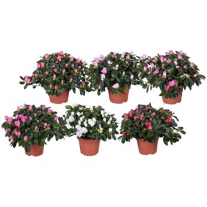 Rhododendron Hellmut Vo Azalea Vogel mixed 13cm (RK3)
(6 Plants/Order)(13cmP 27cmH)