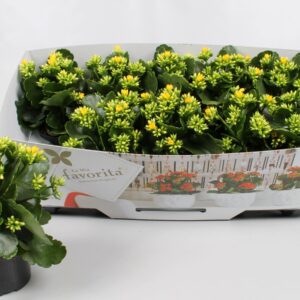 Kalanchoe Favorita Solana Kalanchoe favorita yellow instyle + collar
(10 Plants/Order)(10.5cmP 22cmH)