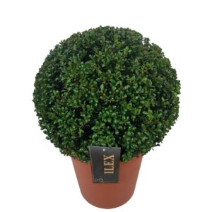 Ilex crenata Convexa Ilex crenata 'Convexa' ball p26 (th) 35-+ ©
(1 Plants/Order)(26cmP 33cmH)