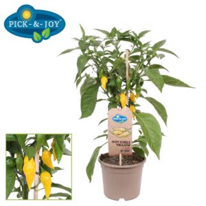 Peper PICK-&-JOY® Hot Chili Yellow
(4 Plants/Order)(14cmP 50cmH)