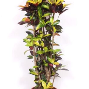 Codiaeum Mrs Iceton Codiaeum Iceton (Croton)
(1 Plants/Order)(40cmP 170cmH)