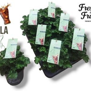 Pelargonium Welrieke Pel. Fresh&Fruity® Cola fresh
(8 Plants/Order)(12cmP 25cmH)