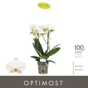 Phalaenopsis Multiflora Optimost Helios 2 spike
(6 Plants/Order)(12cmP 45cmH)