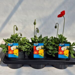 Papaver Gartenzwerg Papaver nudicaule Gartenzwerg
(6 Plants/Order)(17cmP 30cmH)