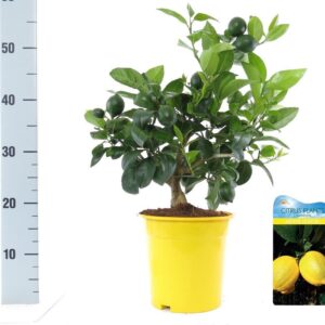 Citrus 'Meyer' Citrus meyeri Lemon bush/stem
(1 Plants/Order)(19cmP 50cmH)