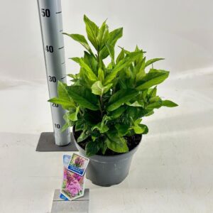 Buddleja Butterfly Candy mixed Buddleja d. Butt. Candy® Little cerise ('BotEx 007'PBR)
(1 Plants/Order)(23cmP 40cmH)