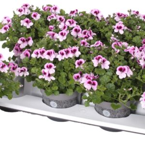 Pelargonium Pelargonium Grandifloru Pelg. Angel Indy 12cm
(8 Plants/Order)(12cmP 25cmH)